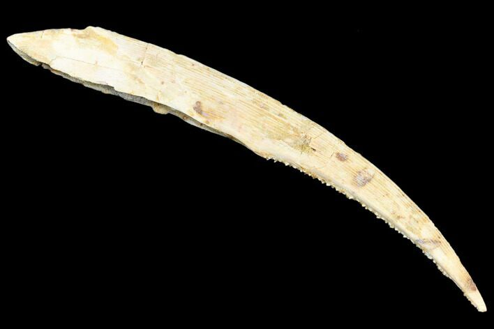 Huge, Fossil Shark (Hybodus) Dorsal Spine - Morocco #183440